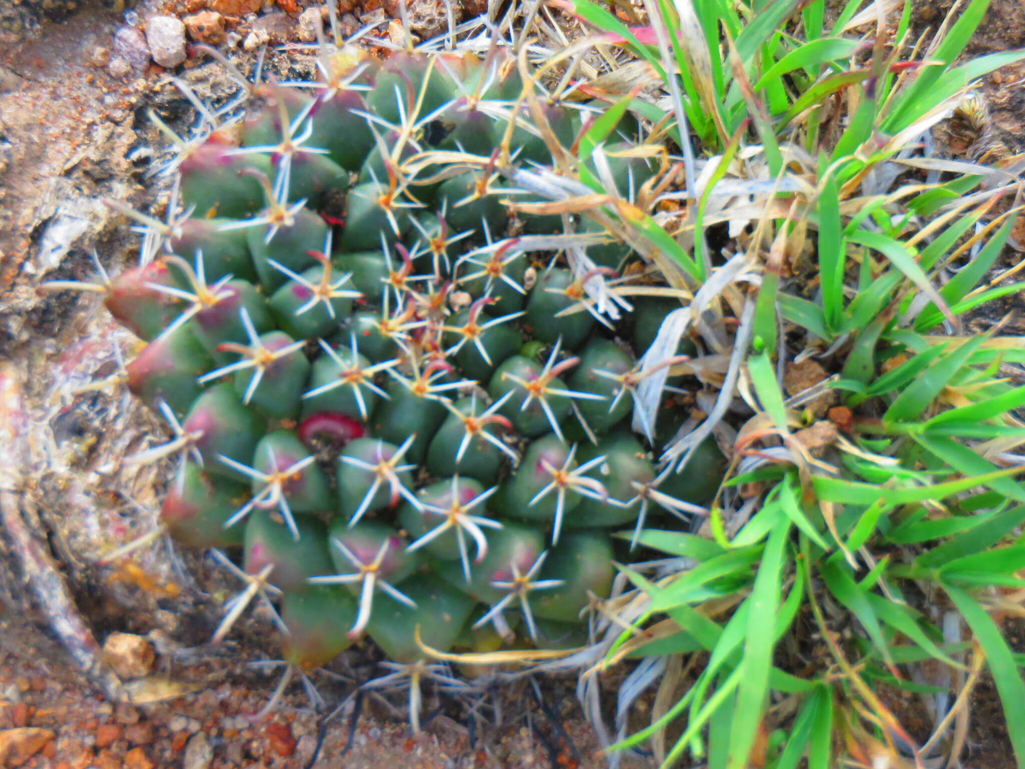 Image of Mammillaria uncinata Zucc. ex Pfeiff.