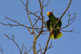 صورة Amazona xantholora (Gray & GR 1859)