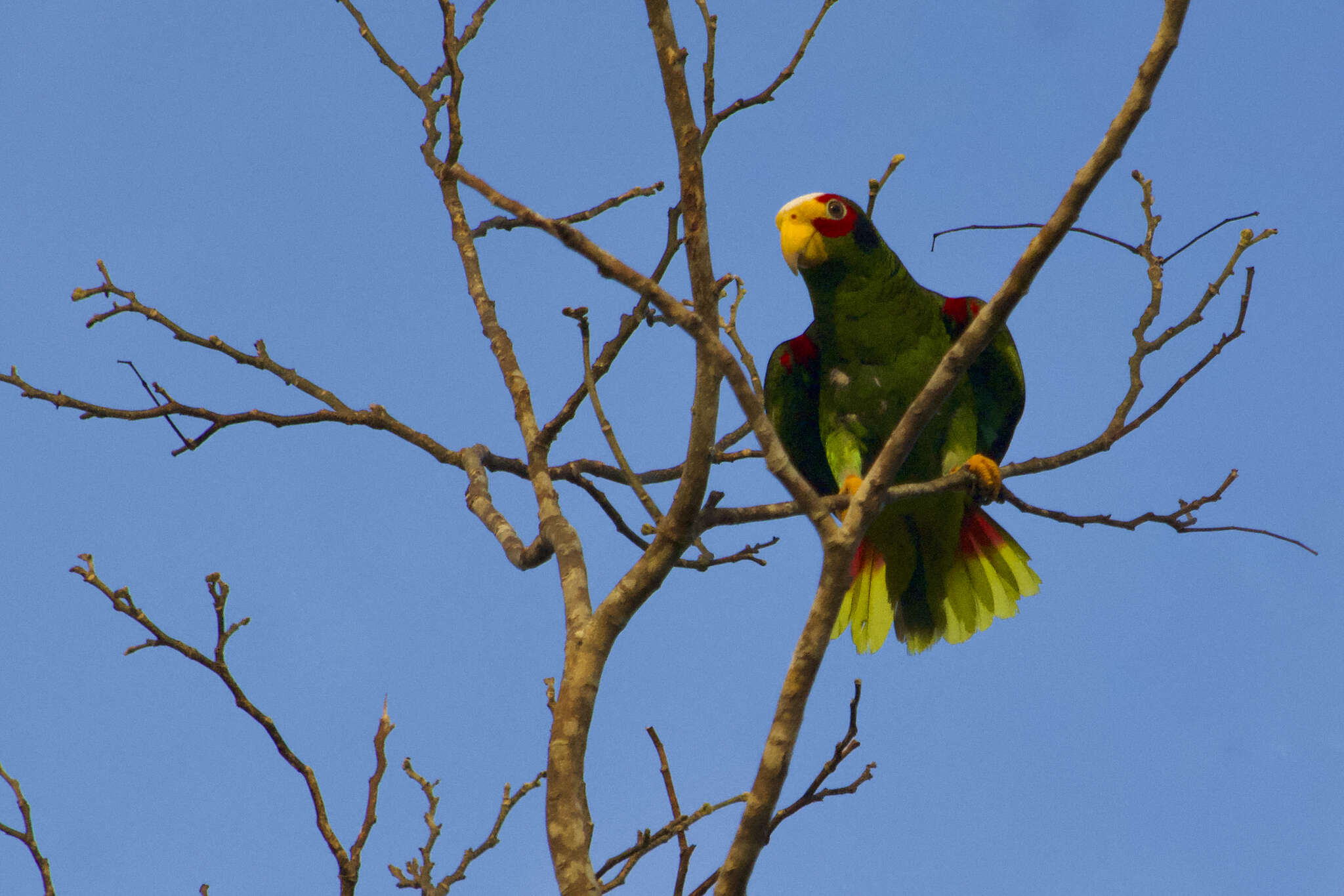 صورة Amazona xantholora (Gray & GR 1859)