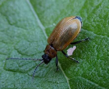 Слика од <i>Lochmaea capreae</i>