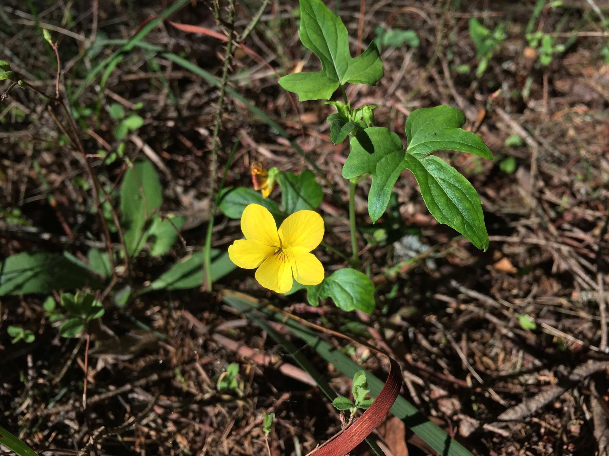 Image of pine violet