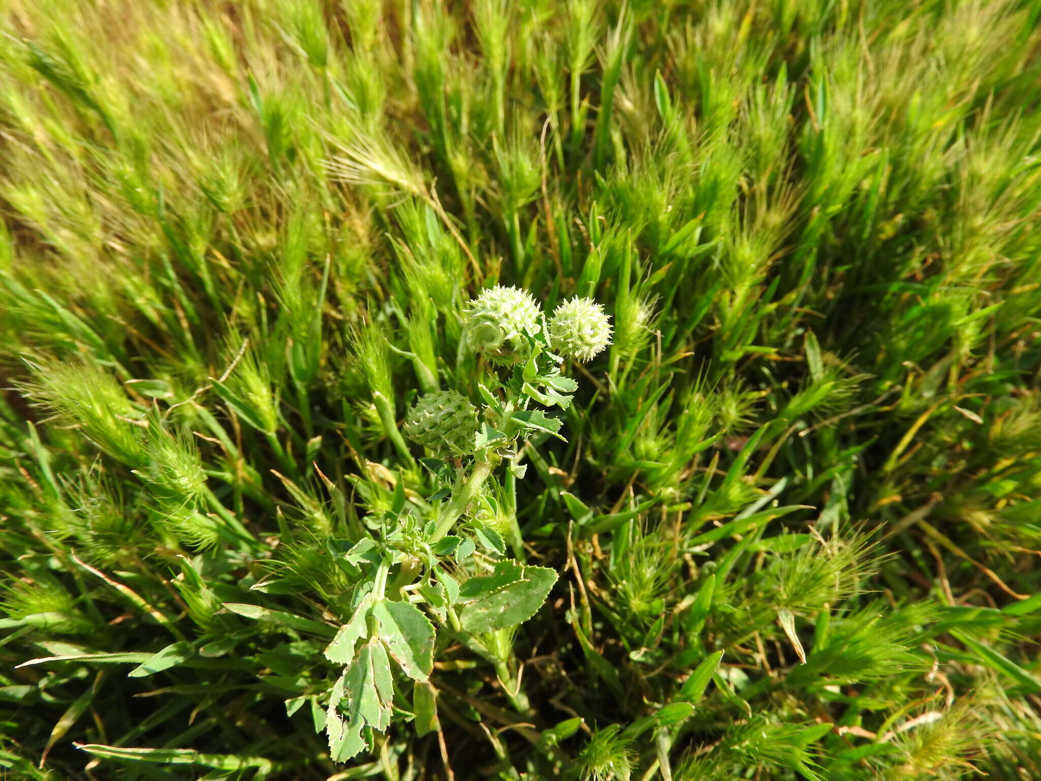 Image of Medicago intertexta subsp. ciliaris (L.) Ponert