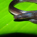Image of Coffee Earth Snake