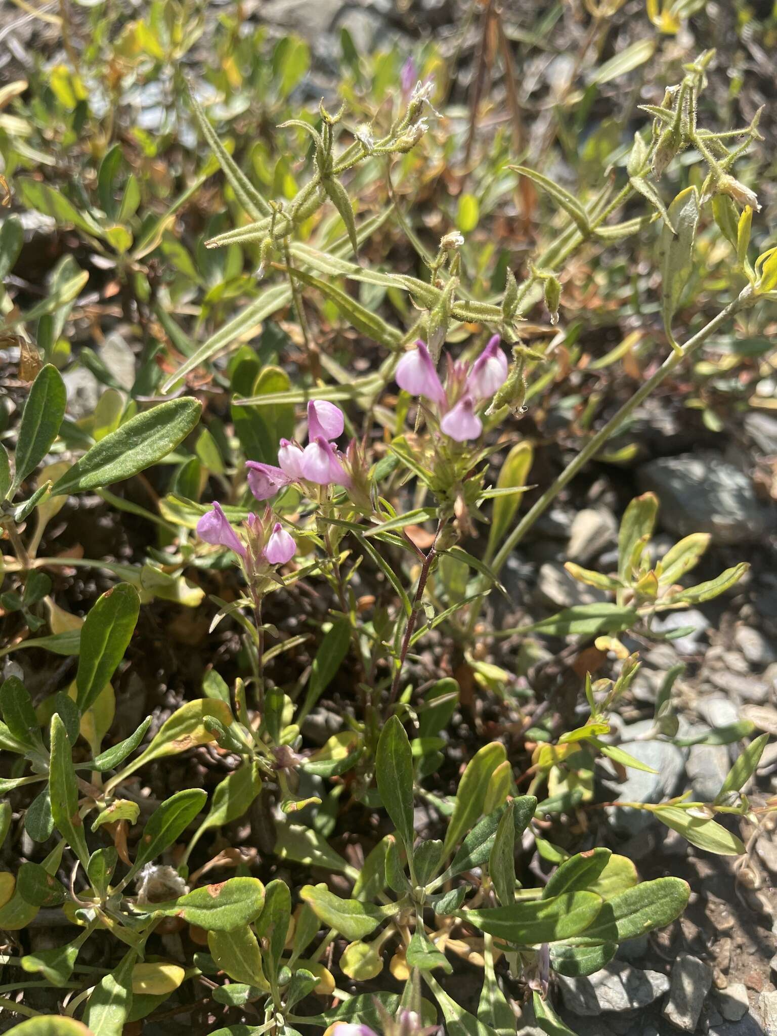 Image of Noel's owl's-clover