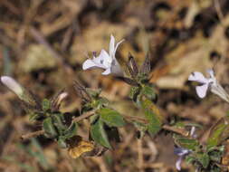 Слика од Barleria namba I. Darbysh.