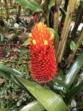 Image of Guzmania conifera (André) André ex Mez