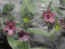 Image de Cynoglossum columnae Ten.