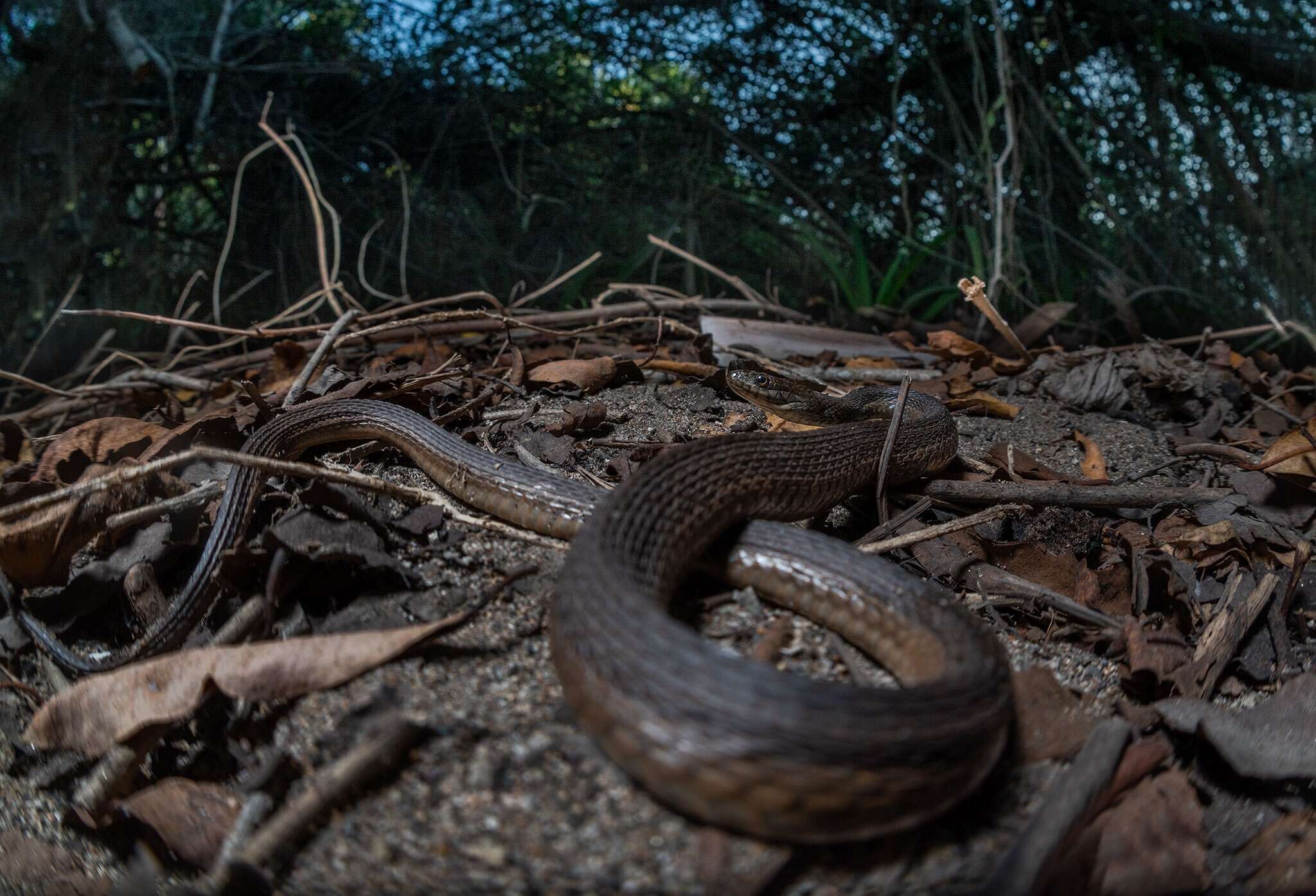 Thamnophis validus (Kennicott 1860) resmi