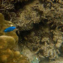 Image of Black damselfish