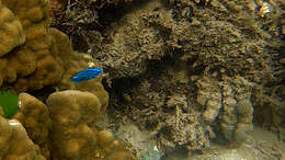 Image of Black damselfish