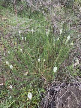 Imagem de Dischisma ciliatum (Berg.) Choisy