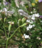 Image of Silene samojedorum (Sambuk) Oxelman