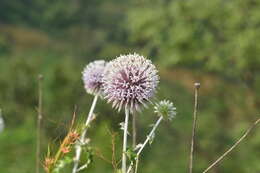 Plancia ëd Echinops sahyadricus