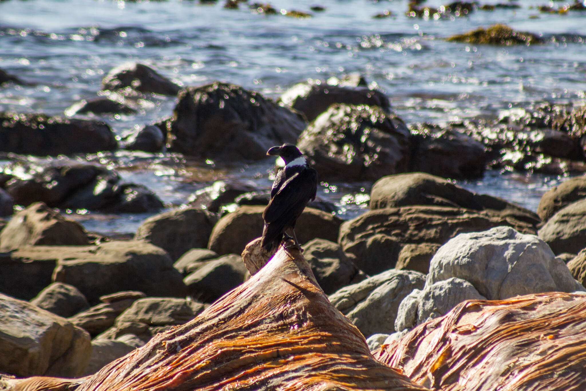 Image of White-necked Raven