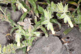 Слика од Onosma echioides (L.) L.