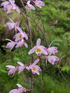 Imagem de Dendrobium amoenum Wall. ex Lindl.