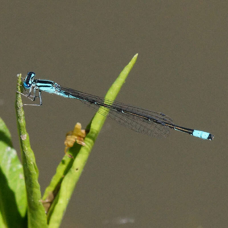 Image of Turquoise Bluet