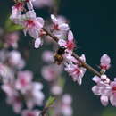 Imagem de Xylocopa chinensis Friese 1911