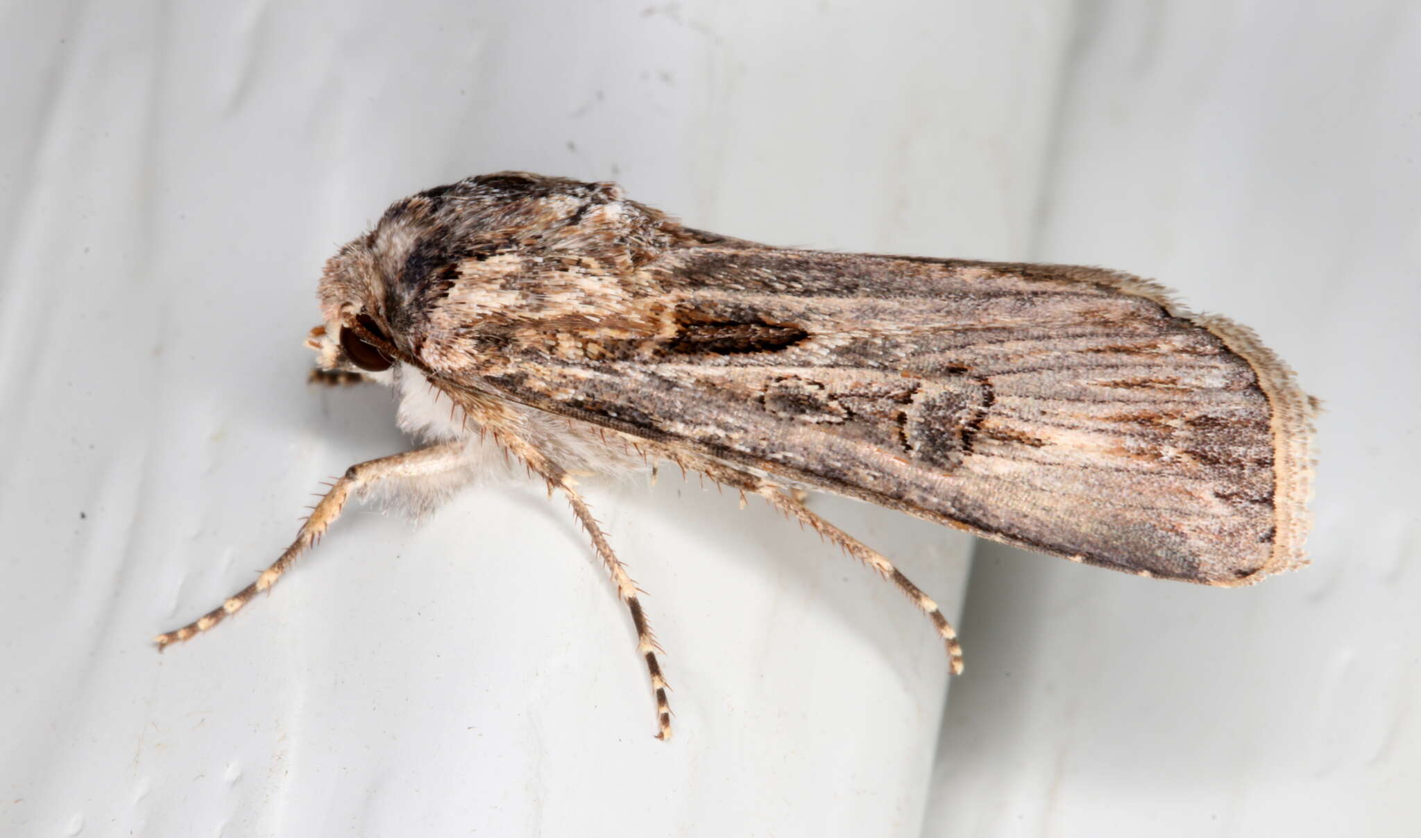 Image of Agrotis munda Walker 1856