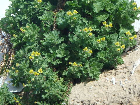 Image of Golden Henbane