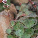 Image of Crassula montana Thunb.