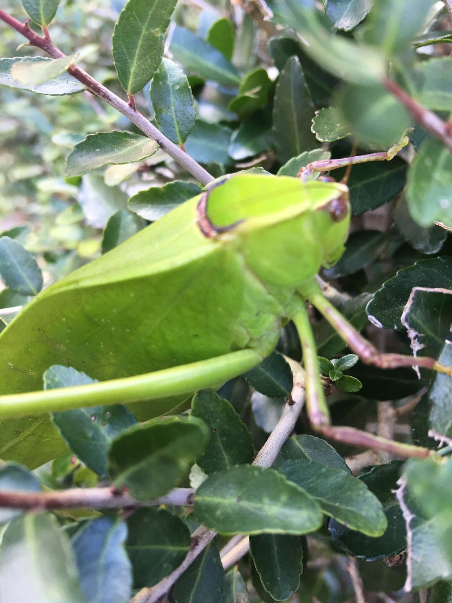 Image of Giant Katydid