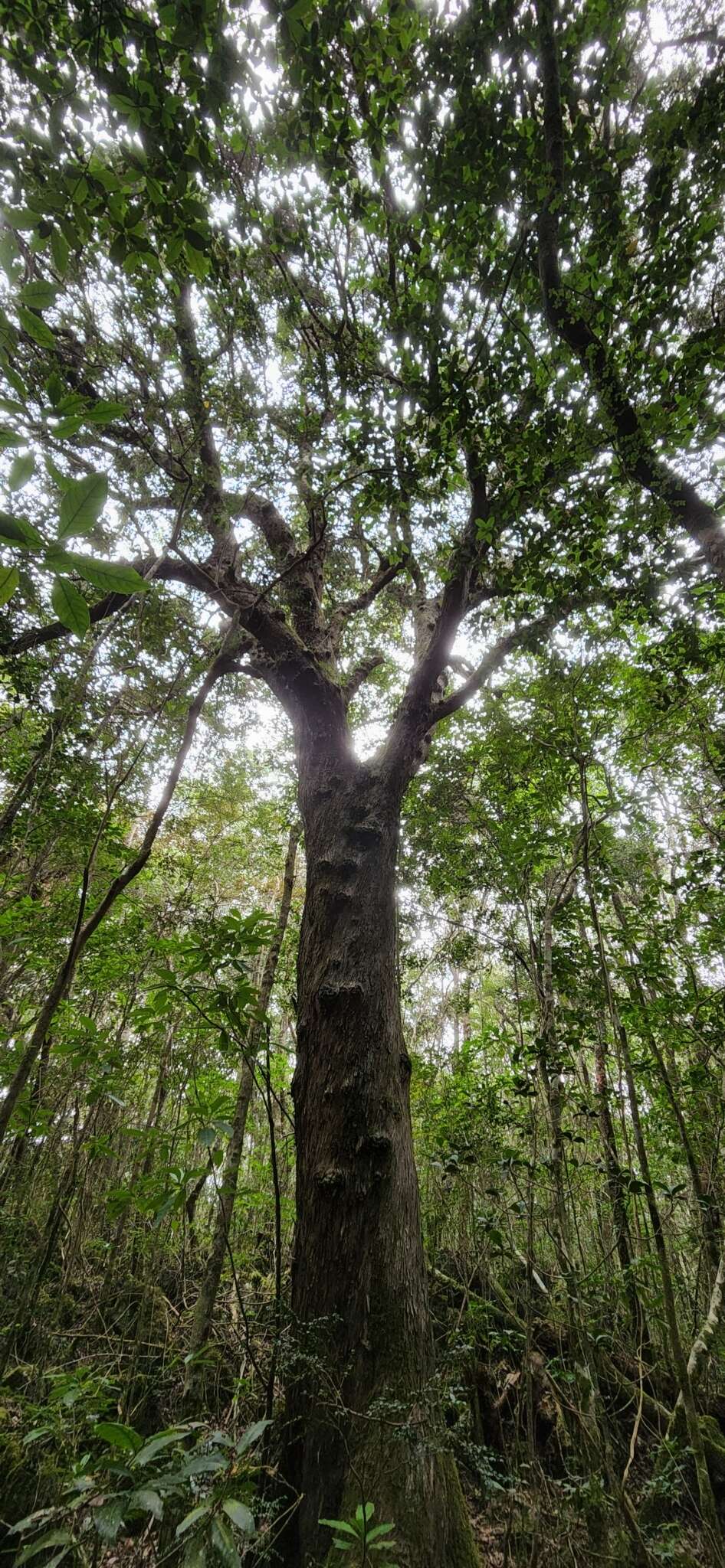 Image of Podocarpus buchii Urb.