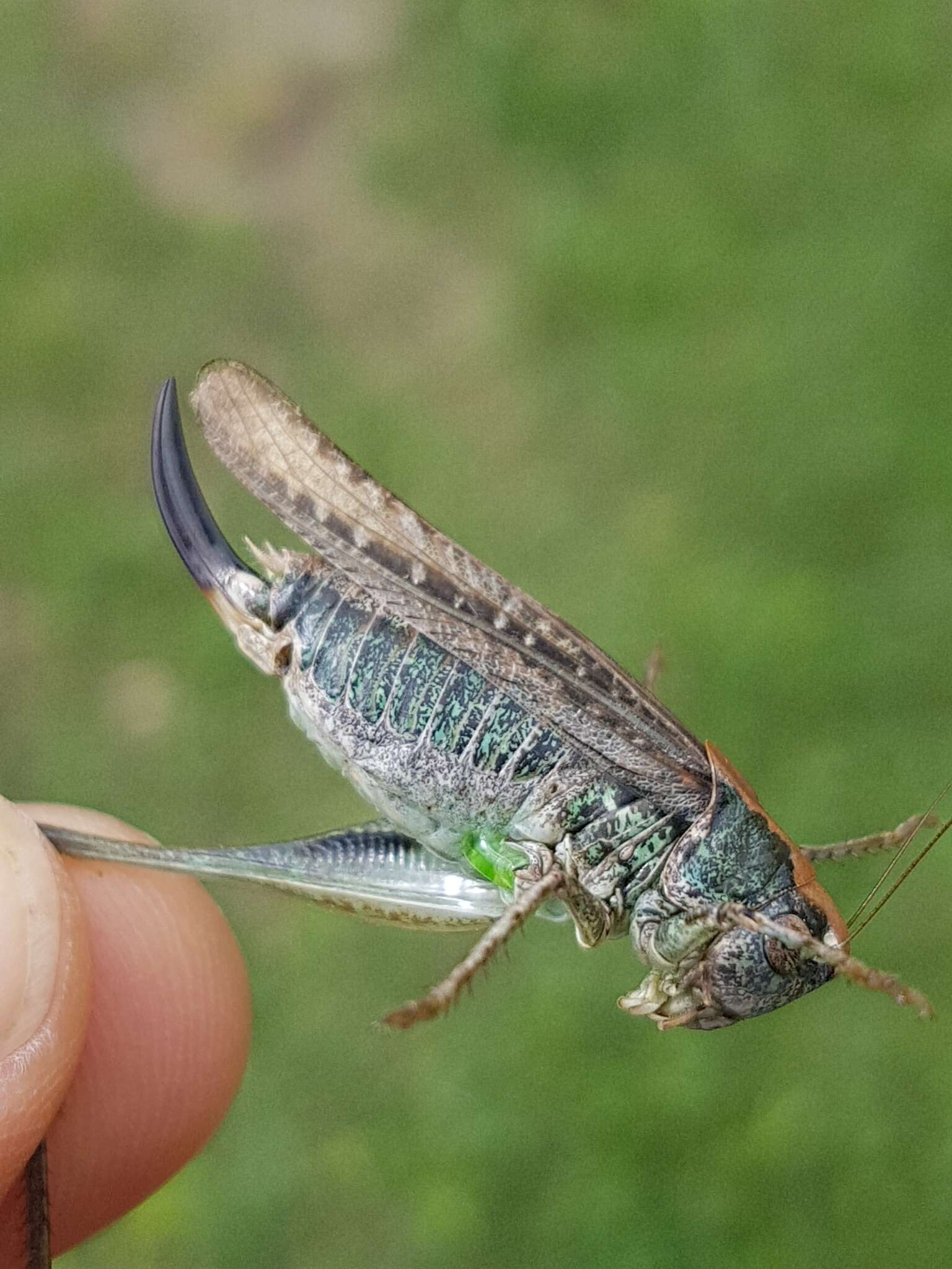 Image of Gray locust