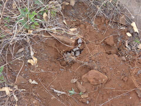 Crotalus lepidus klauberi Gloyd 1936 resmi