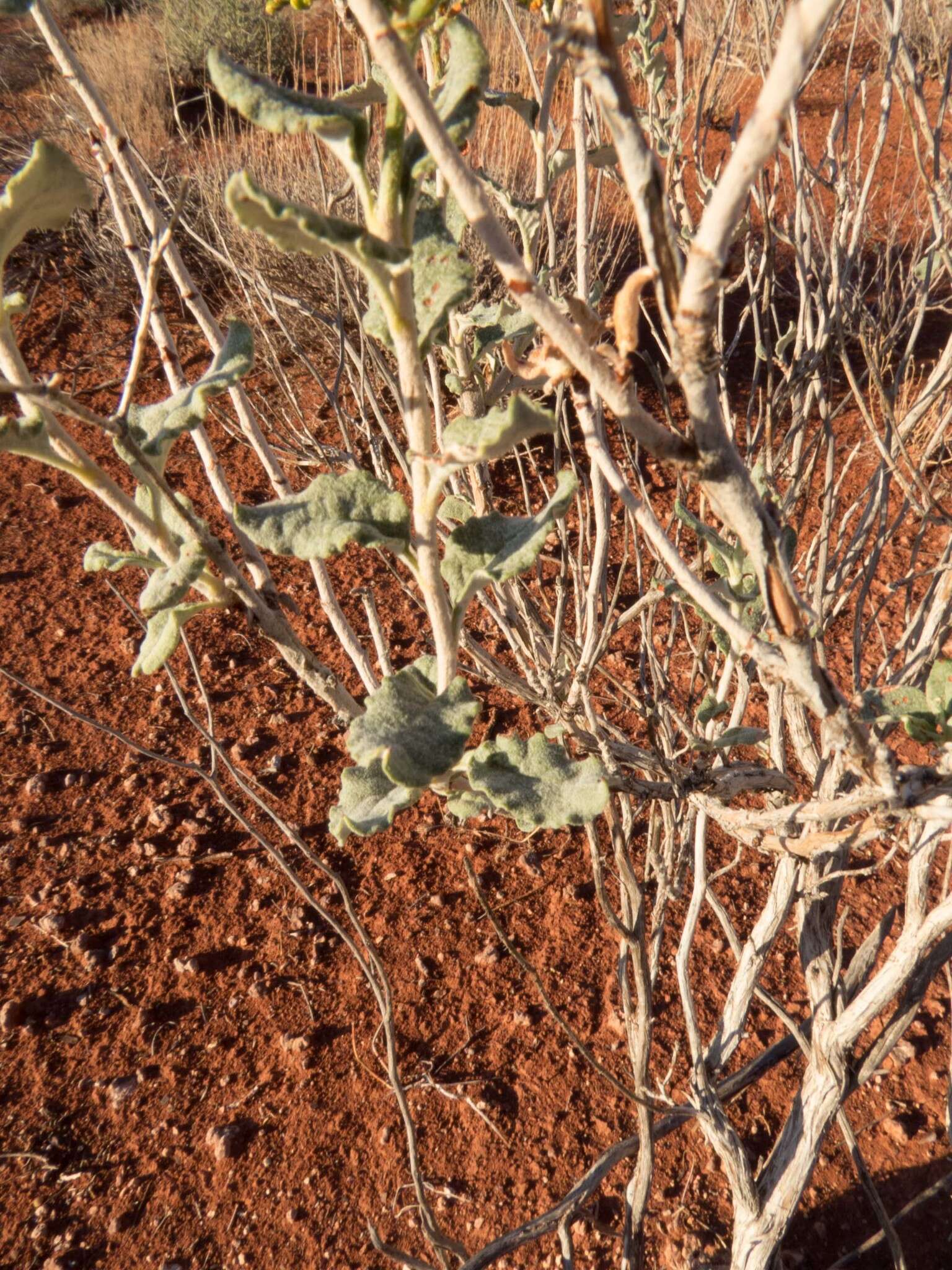 Image of crispleaf buckwheat
