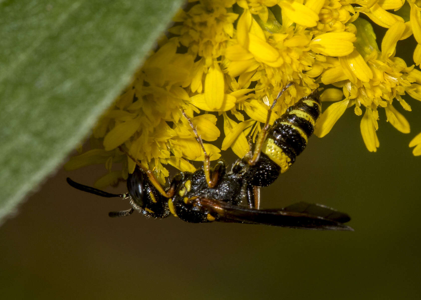 Image of Philanthus gibbosus (Fabricius 1775)