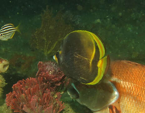 Image of Black Butterflyfish