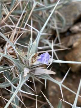 Image of Blepharis edulis (Forssk.) Pers.