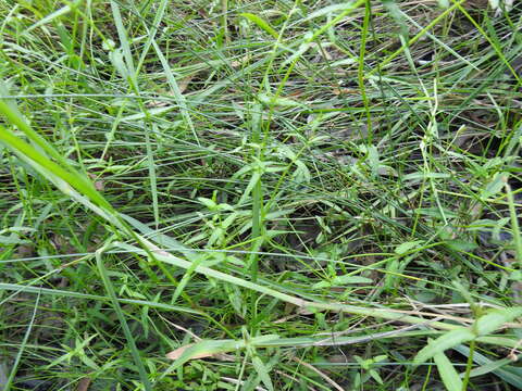 Image of Chinese raspwort