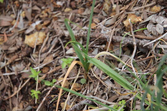 Image of Allium roseum L.