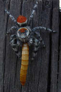 صورة Phidippus adumbratus Gertsch 1934