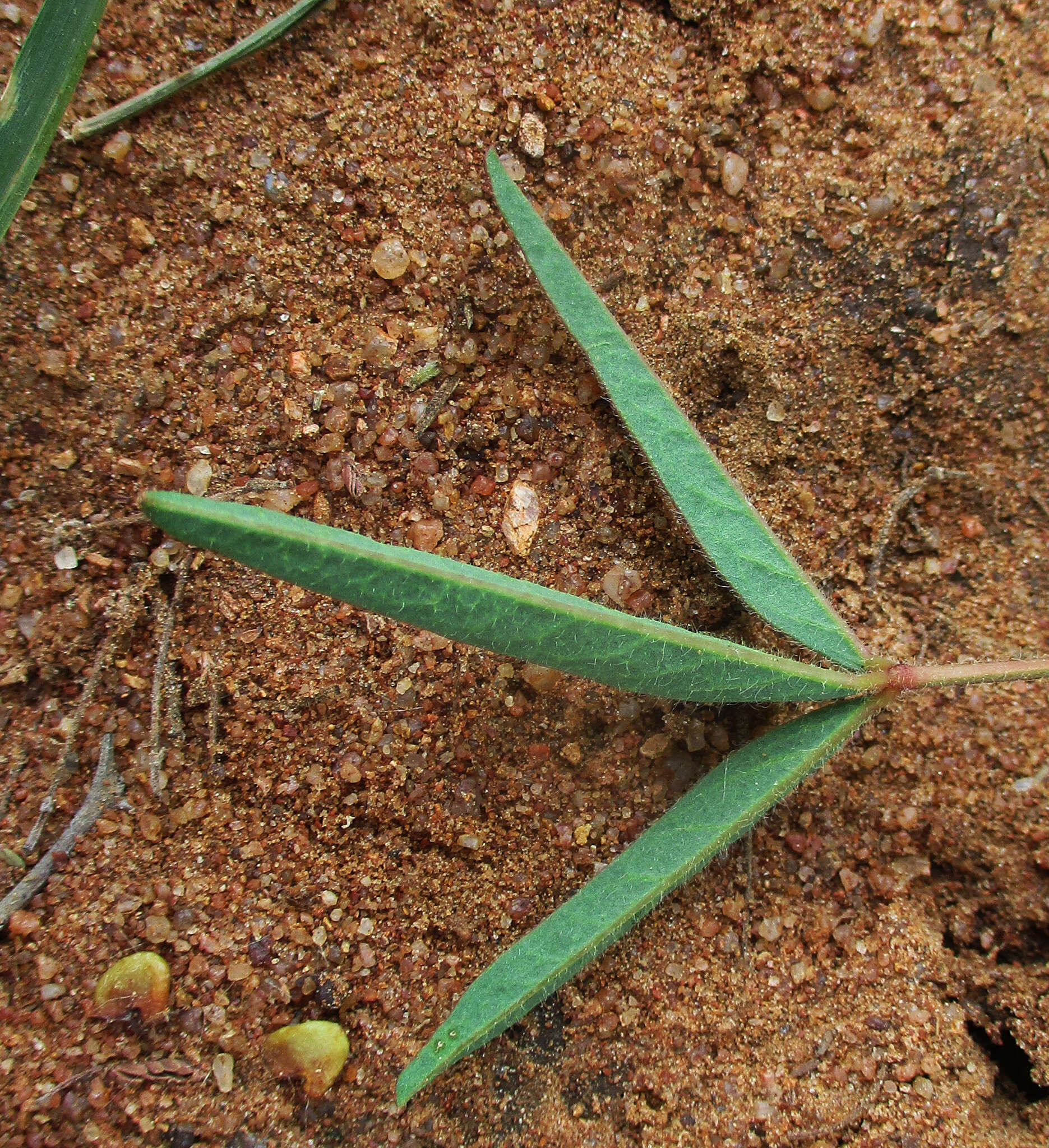 Image of Crotalaria burkeana Benth.