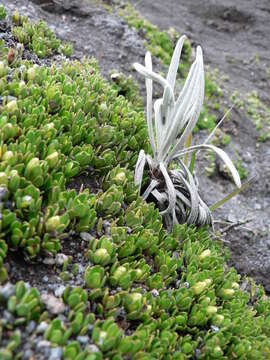 صورة Baccharis caespitosa (Ruiz & Pav.) Pers.