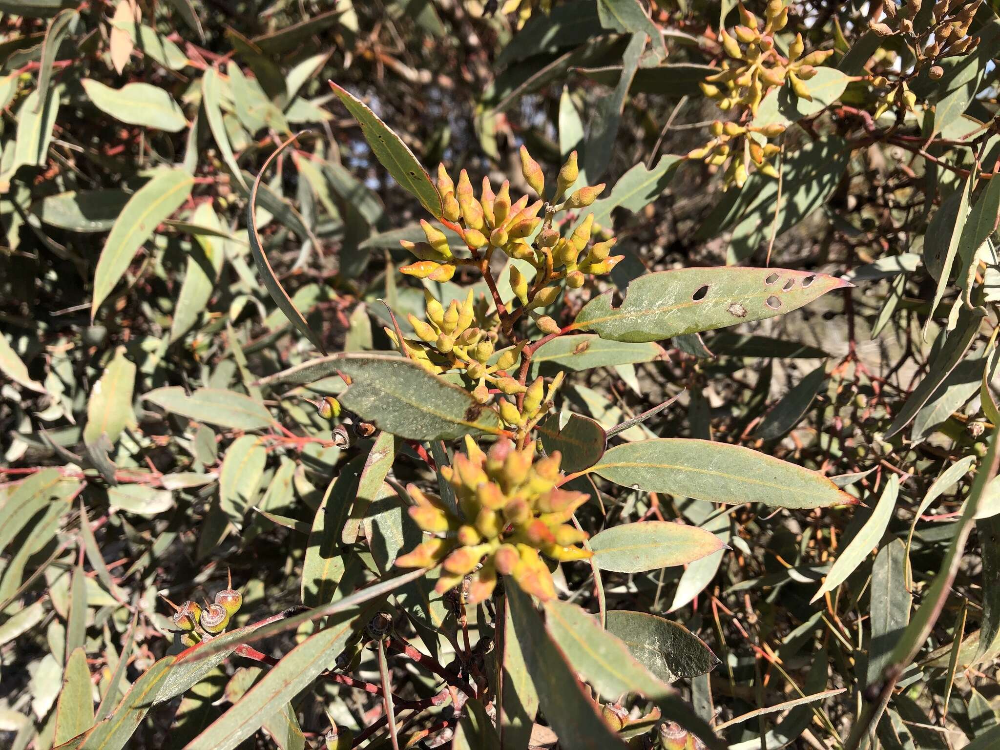 Image of Red Mallee