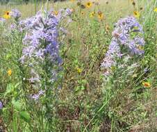 Image de Liatris carizzana (Gaiser) G. L. Nesom