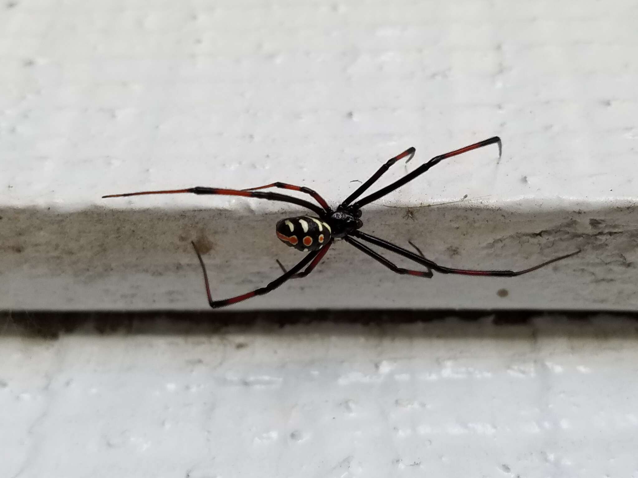 Latrodectus variolus Walckenaer 1837的圖片