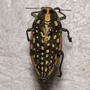 صورة Julodis fimbriata (Klug 1829)