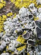 Image of rosette lichen