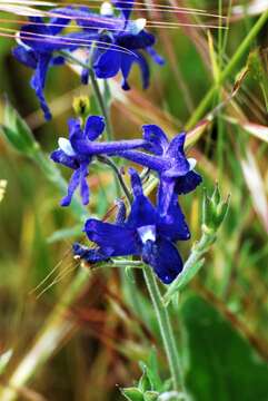 Delphinium menziesii DC.的圖片