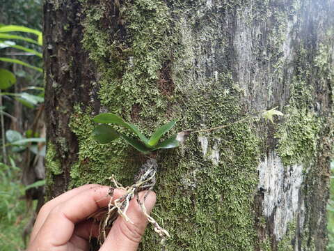 Plancia ëd Aeranthes adenopoda H. Perrier