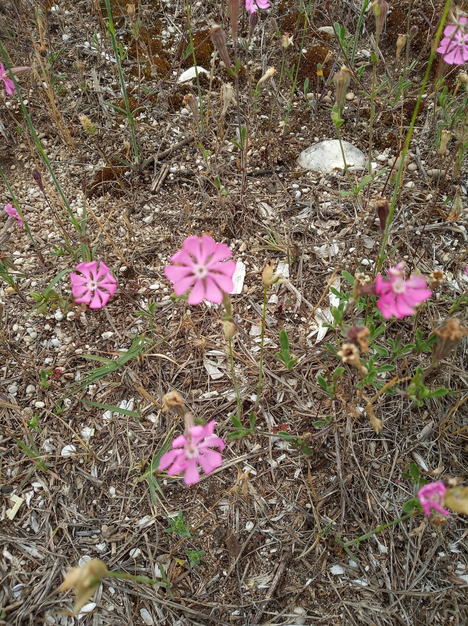 Image of Silene colorata Poir.