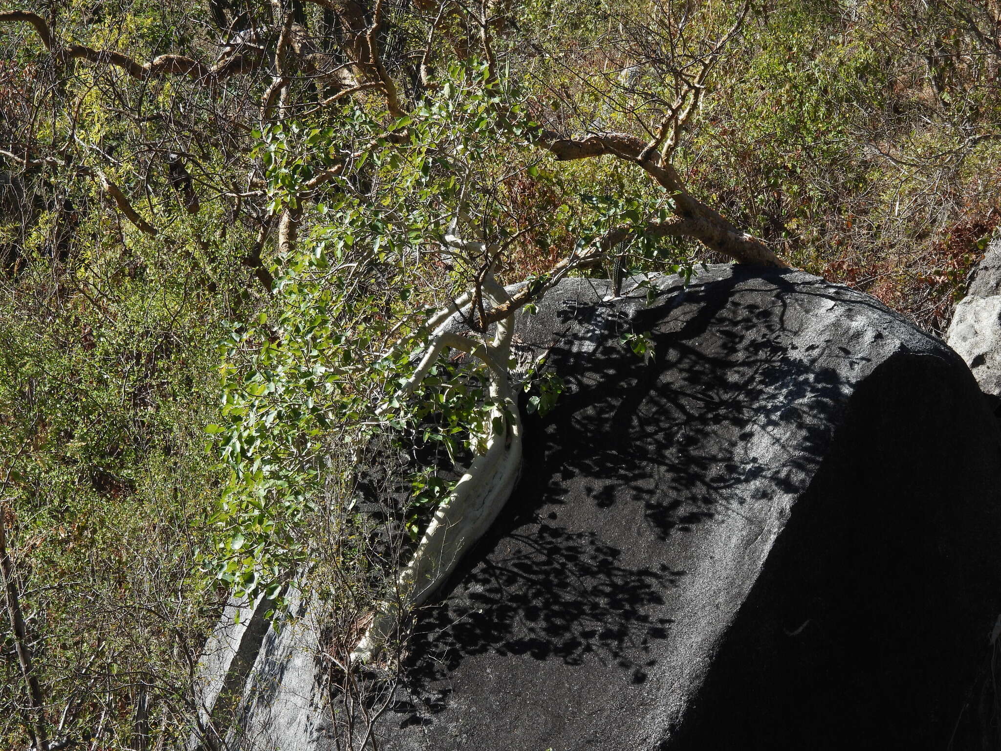 Image of Ficus petiolaris subsp. palmeri (S. Watson) Felger