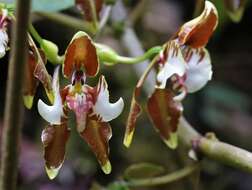 Image of Cyrtochilum halteratum (Lindl.) Kraenzl.