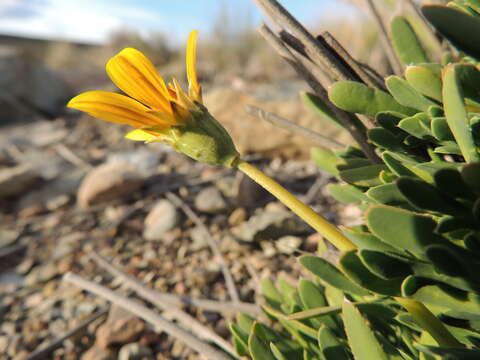 Image of Gazania othonnites (Thunb.) Less.