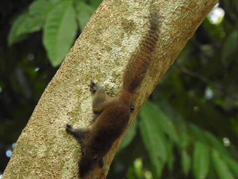 Image of Gray-bellied Squirrel